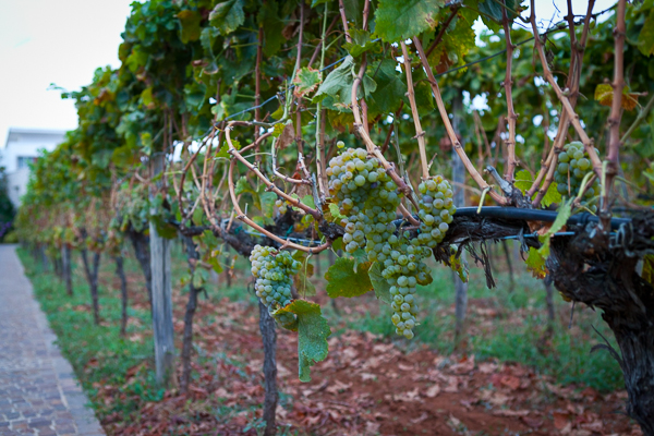 bosnia_grapes-1