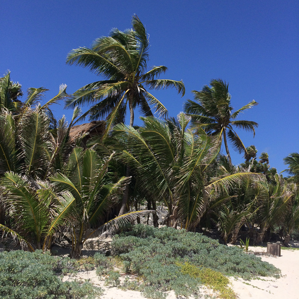 palms_tulum-1