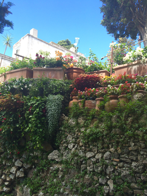 fiori_capri-1